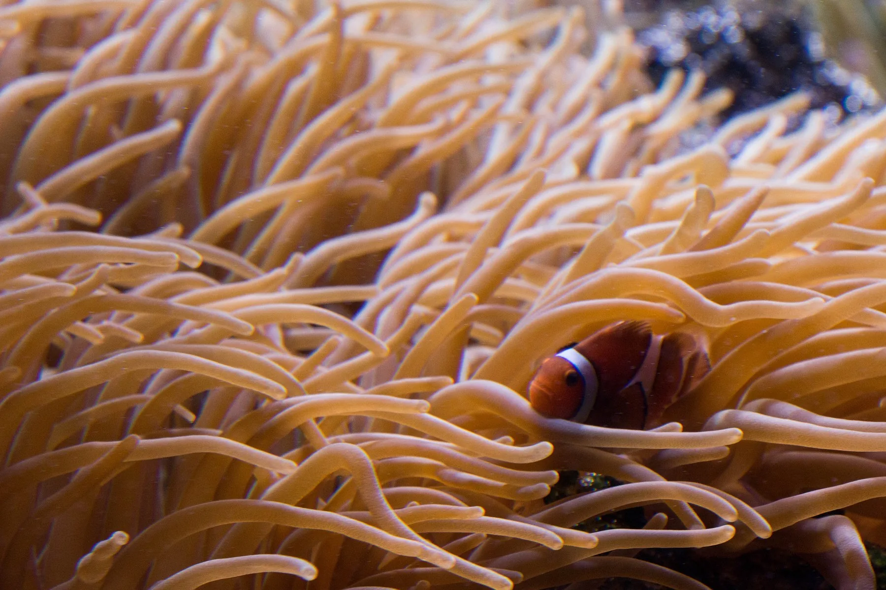 Playa Blanca + Acuario en Santa Marta